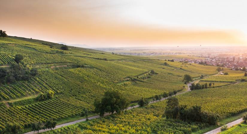 Nos vins distingués au printemps 2024