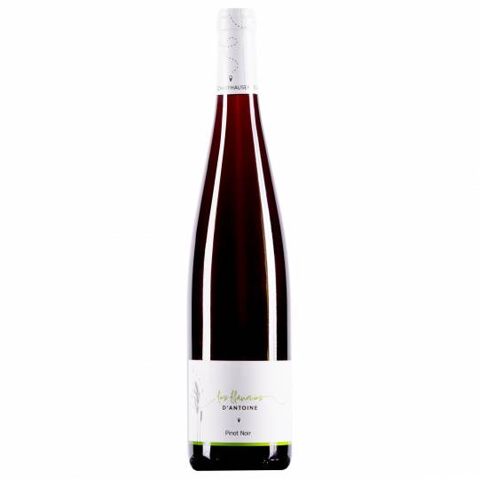 Pinot Noir Bio - 2025