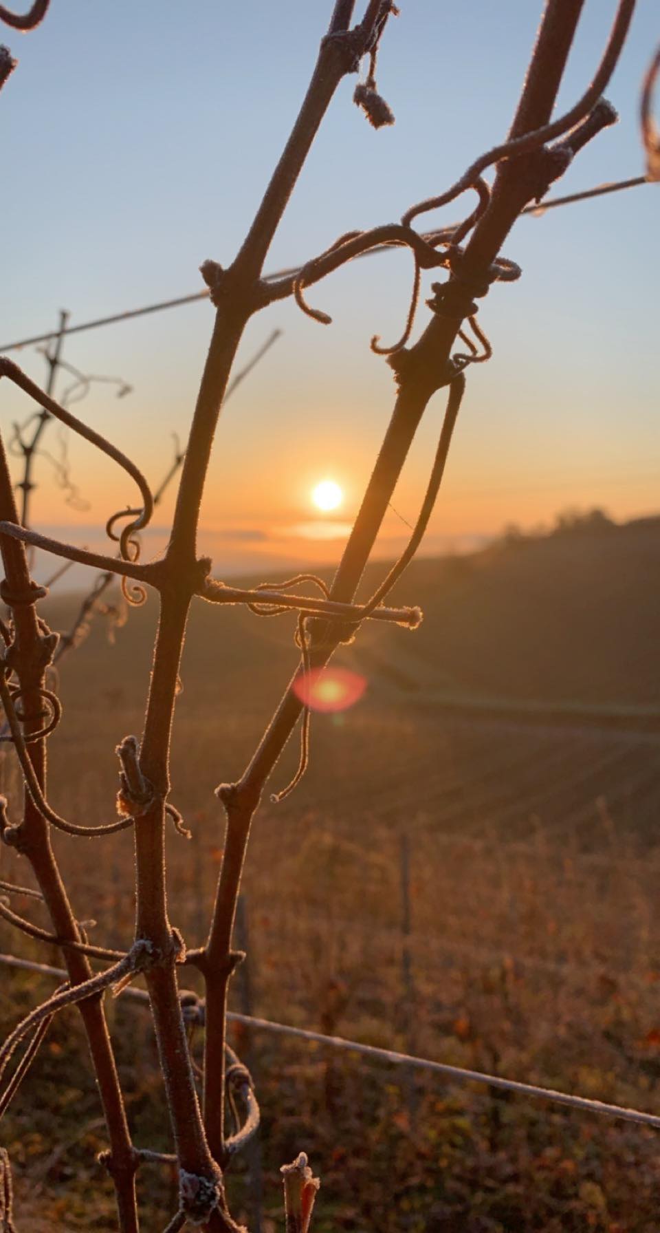 OUR TERROIRS